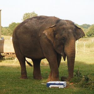 Lucha the Asian Elephant
