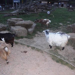 Pygmy Goats