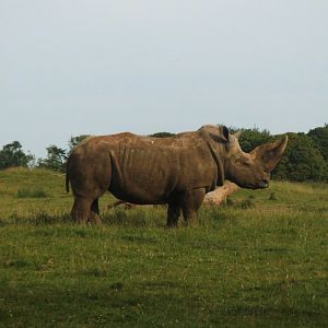 One of the White Rhinos