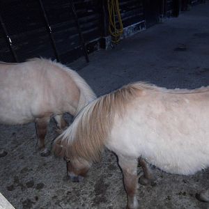 Shetland Ponies