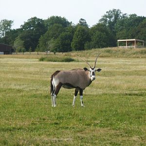Gemsbok