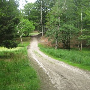 Slotved Skov Dyrehave - General view
