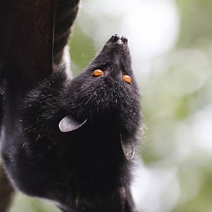 Livingstone's flying fox (Pteropus livingstonii)