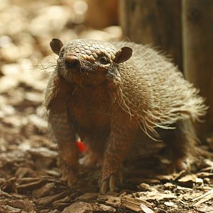 Six-banded armadillo (Euphractus sexcinctus)