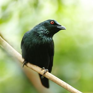 Asian glossy starling (Aplonis panayensis)