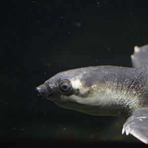 Fly River turtle (Carettochelys insculpta)