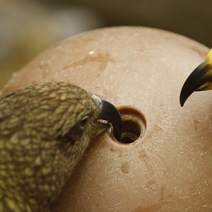 Kea (Nestor notabilis)