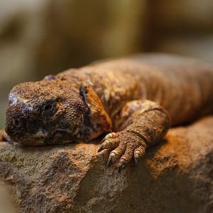 Leptiens spiny-tailed lizard (Uromastyx aegyptia leptieni)