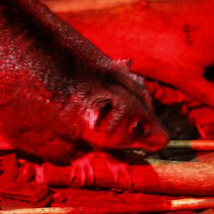 New Guinea ground cuscus (Phalanger gymnotis leucippus)