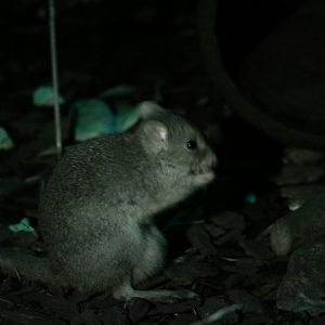 Western woylie (Bettongia penicillata ogilbyi)
