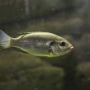 Blackbelly tilapia (Sarotherodon linnellii)