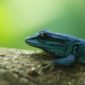 William's electric blue gecko (Lygodactylus williamsi)