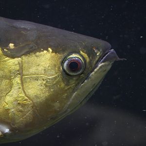Asian arowana (Scleropages formosus)