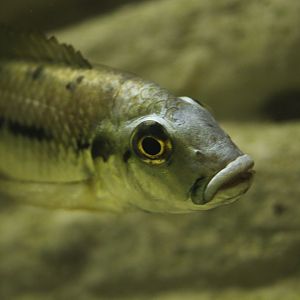 Leka Keppe barombi mbo cichlid (Sarotherodon lohbergeri)