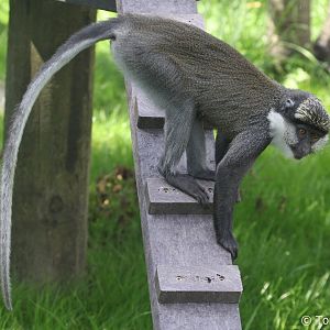 Red-bellied Guenon (Cercopithecus erythrogaster erythrogaster), June 2018