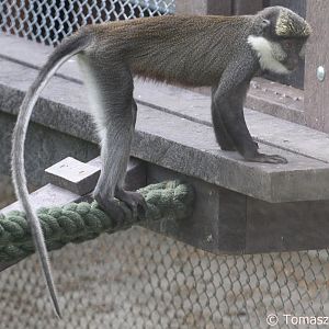 Red-bellied Guenon (Cercopithecus erythrogaster erythrogaster), June 2018