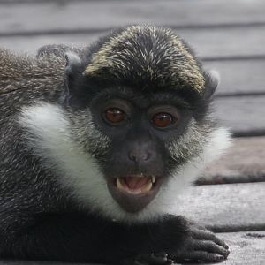 Red-bellied Guenon (Cercopithecus erythrogaster erythrogaster), June 2018