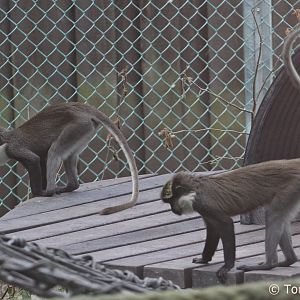 Red-bellied Guenons (Cercopithecus erythrogaster erythrogaster), June 2018