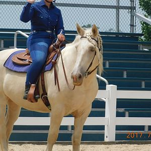 American Cream Draft Horse