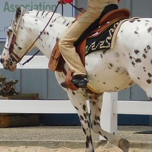 Appaloosa