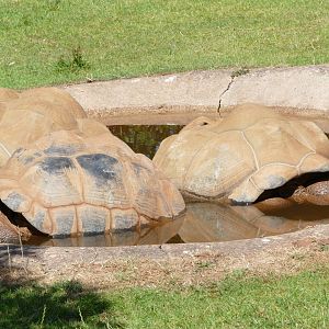 Aldabra giant tortoises, June 2018