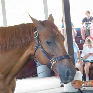 Funny Cide Racehorse
