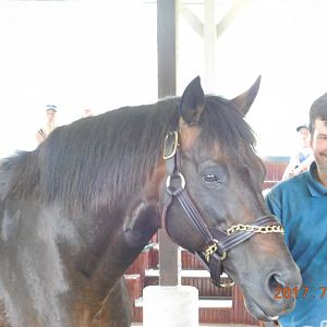 Go for Gin Racehorse