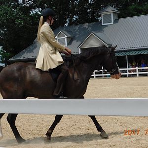 Tennesee Walking Horse