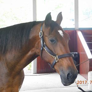 Won the West Racehorse