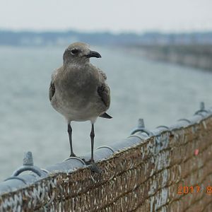Juvenile Gull ID?