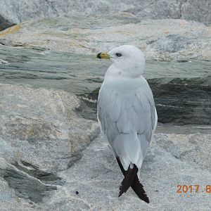 Ring-Billed Gull-Virginia Beach