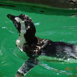 African Penguin