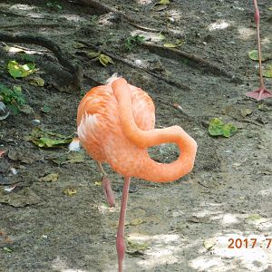American Flamingo