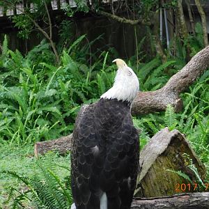 Florida Bald Eagle