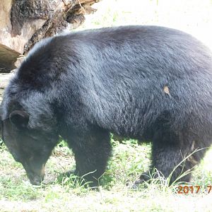 Florida Black Bear