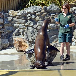 California Sea Lion