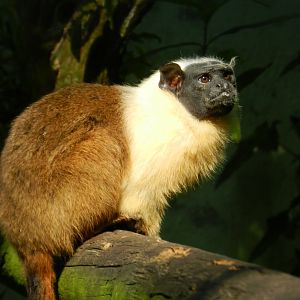 Pied Tamarin