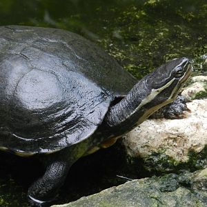 Annam Leaf Turtle
