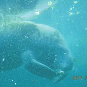 Florida Manatee