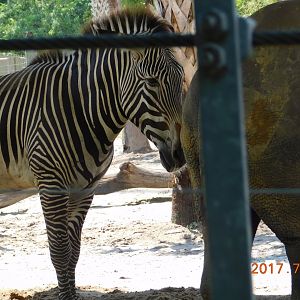 Grevy's Zebra