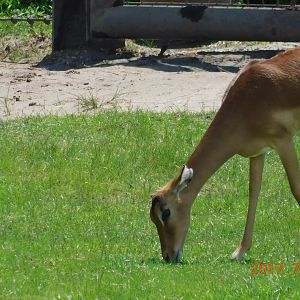 Kenyan Impala