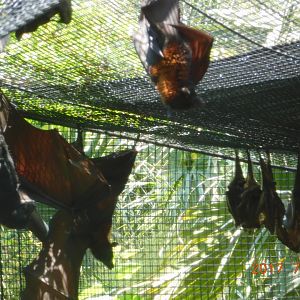 Malayan Flying Fox