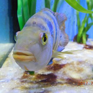 Mayan Cichlid