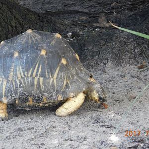 Radiated Tortoise