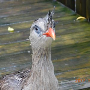 Red-Legged Seriema