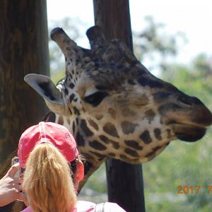 Reticulated Giraffe