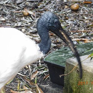 Sacred Ibis