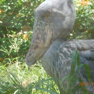 Shoebill