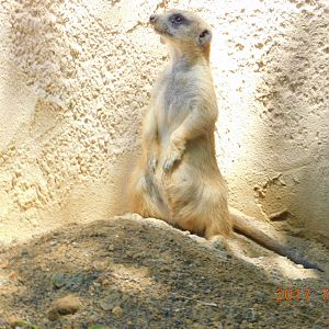 Slender-Tailed Meerkat