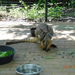 Yellow-Footed Rock Wallaby